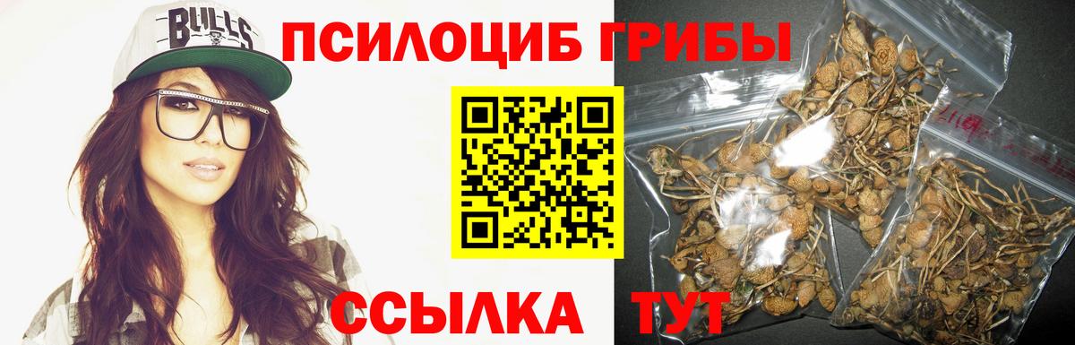 где найти наркотики  Вход с VPN  Черкесск  Галлюциногенные грибы Psilocybe  Галлюциногенные грибы Magic Shrooms 